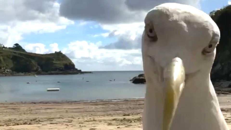 Animal star: Seagull goes viral with funny beach selfie (video)