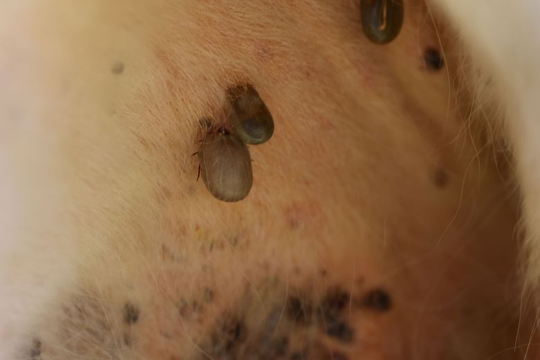 Ticks engorged with blood on a farm inspected in West Occitanie, on April 22.