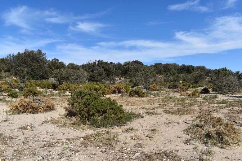 Mediterranean vegetation and the increasingly dry climate are conducive to the proliferation of parasitic mites.