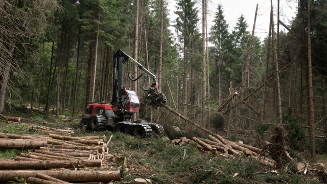 Nature in Bavaria: Clean-up work in a spruce forest near Munich that was damaged by broken snow and then by bark beetles.