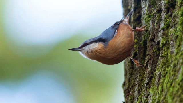 Variety of bird calls: The nuthatch climbs upside down down a tree trunk.