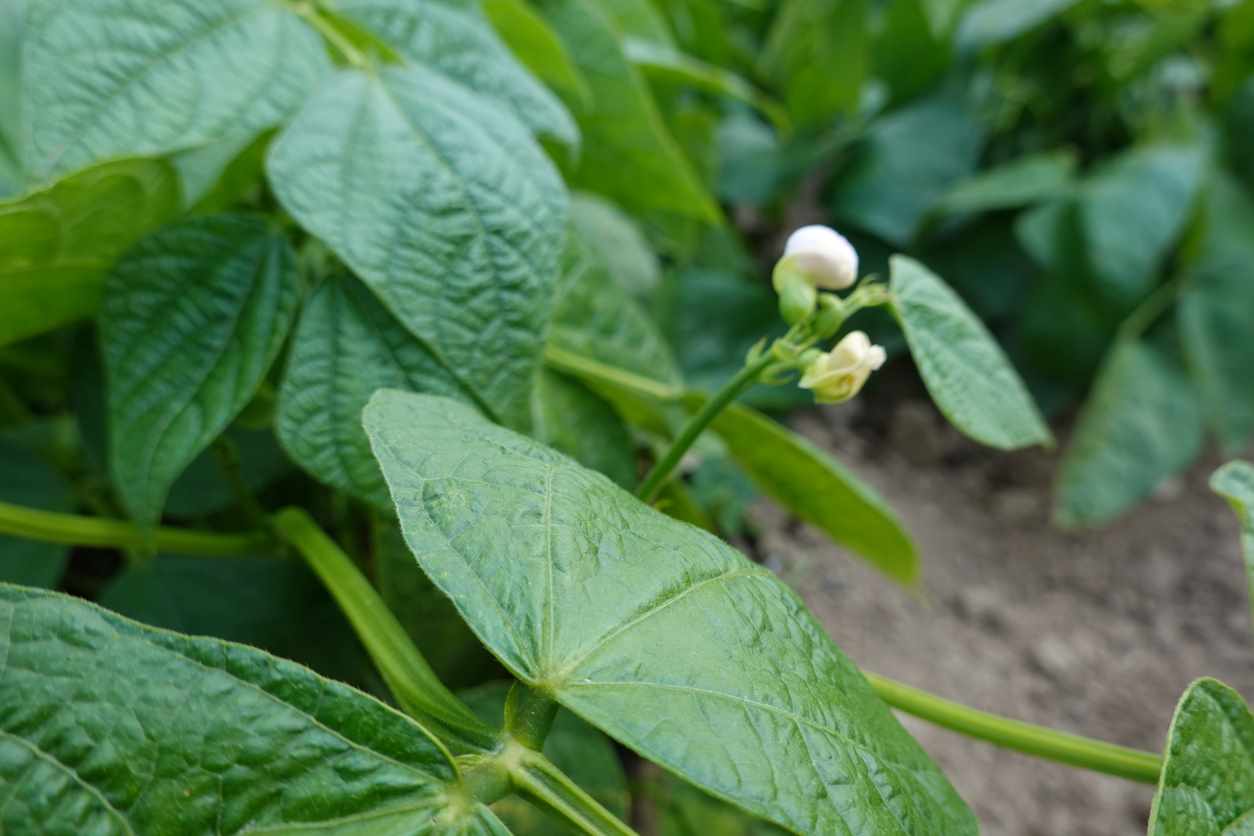 green bean plantation