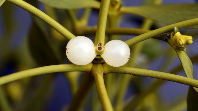 Environment and nature: Birds like to eat the white berries of mistletoe.