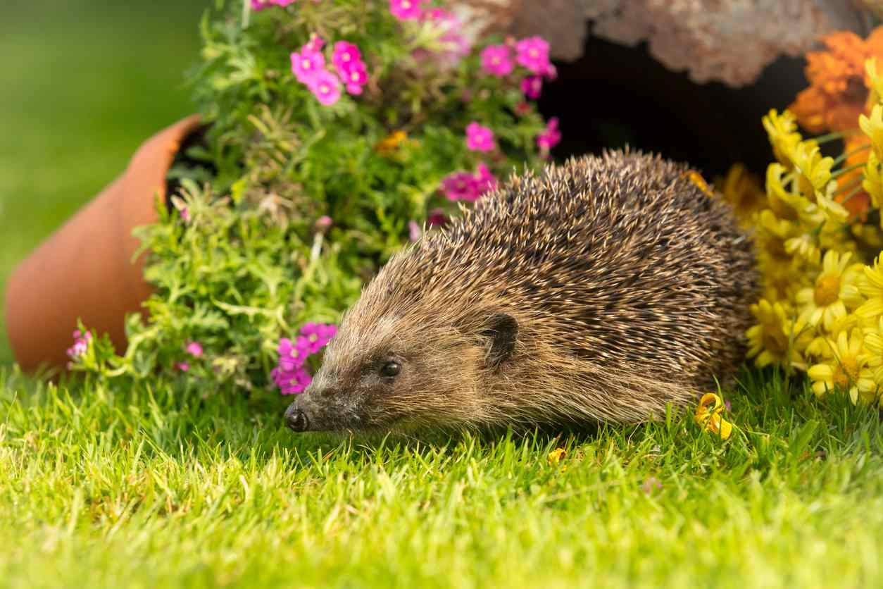 Hedgehog in the garden in spring with flowers