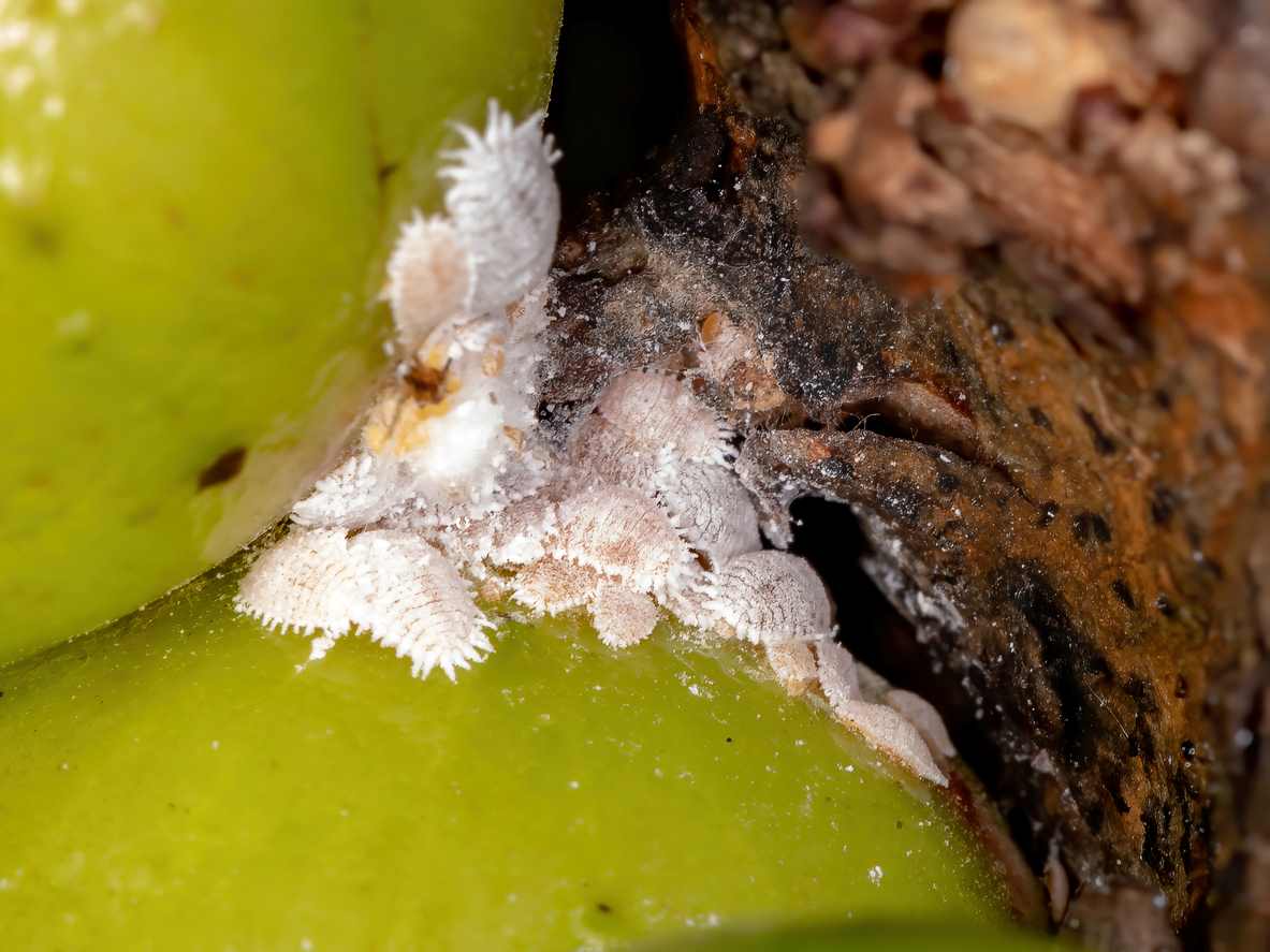 mealybugs on orchid
