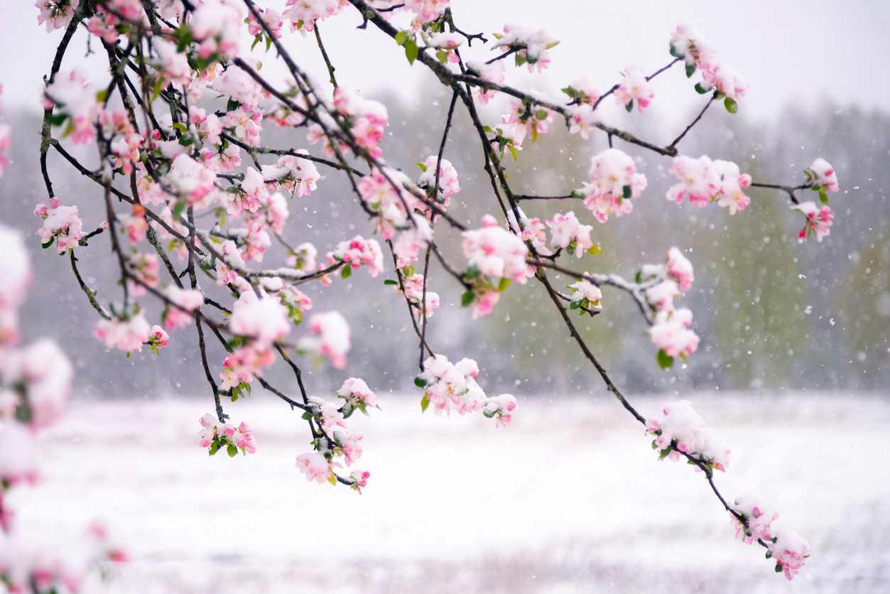 Apple tree blossoms covered with snow during unexpected snowfall in spring.