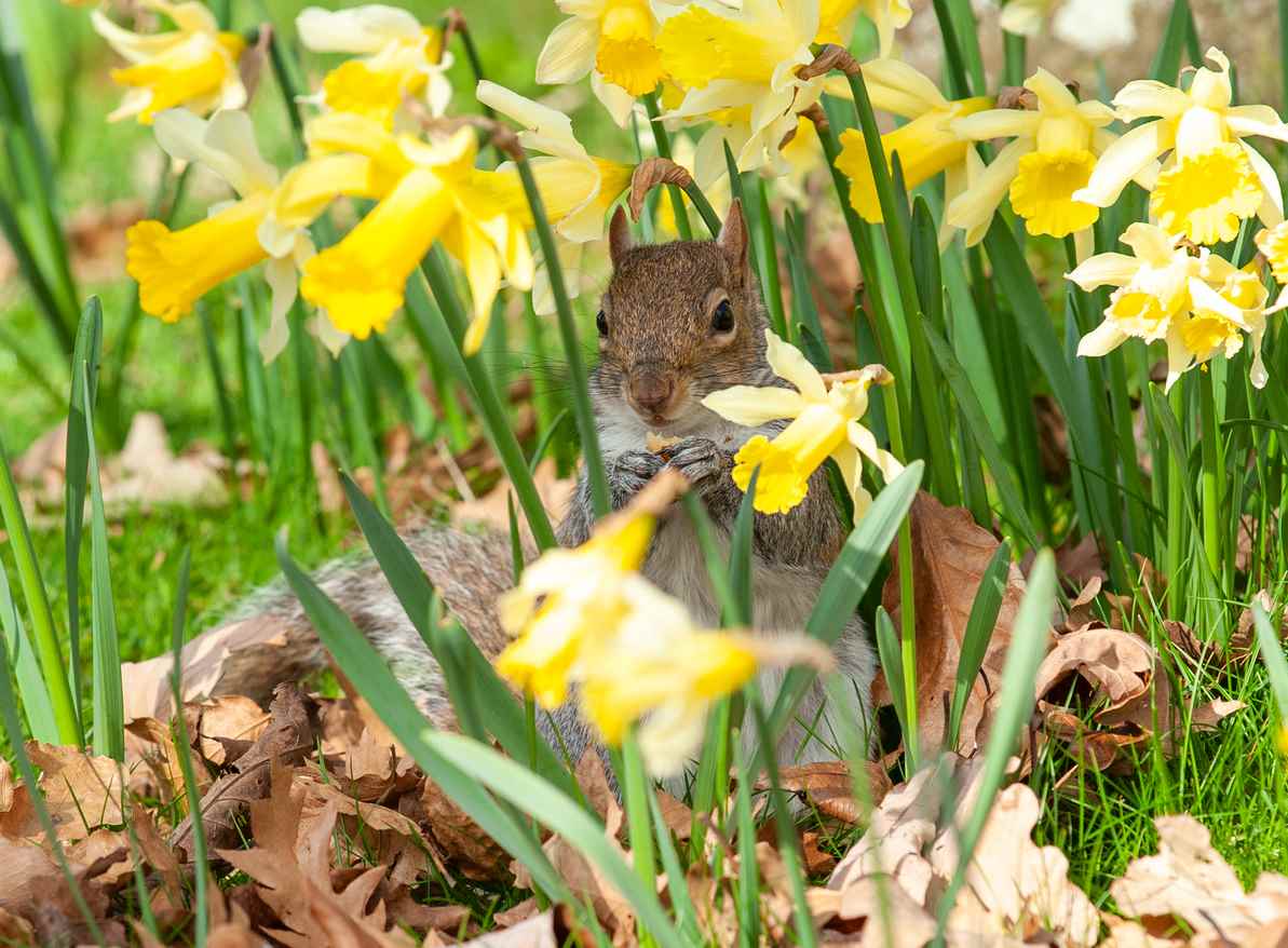 gray squirrel in the daffodils