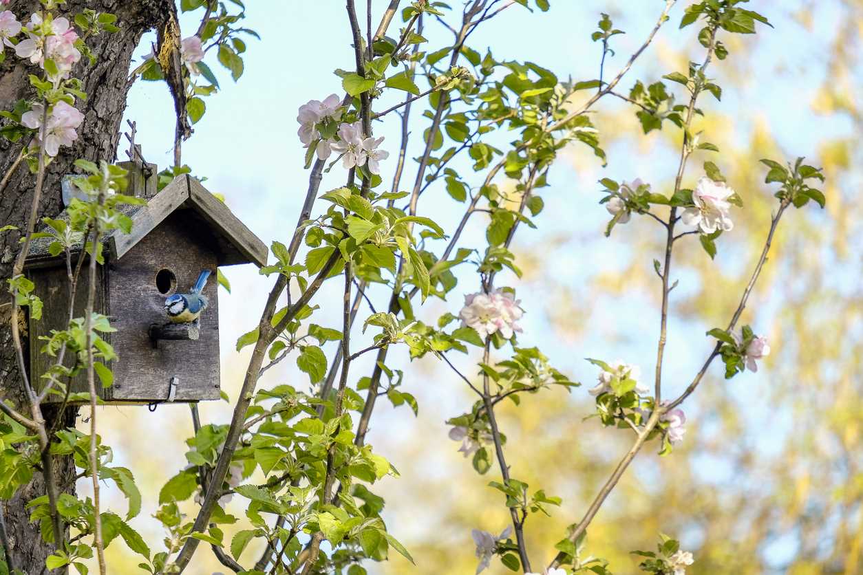 blue bird in a nest box in a blossoming apple tree