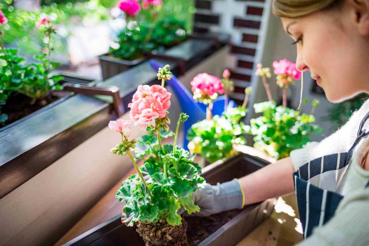 flower planting by woman on sunny balcony in spring, gardening at home
