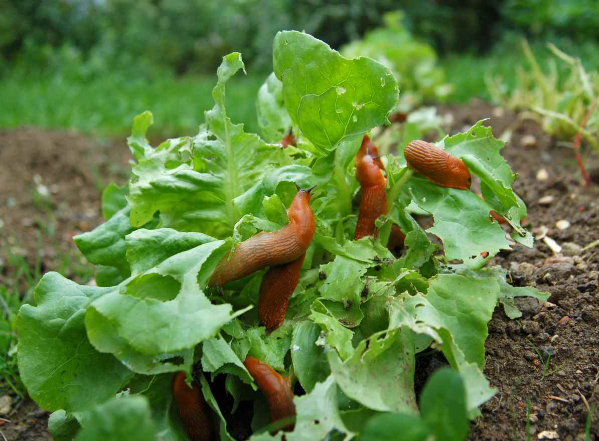 Slug infestation on a salad in the garden