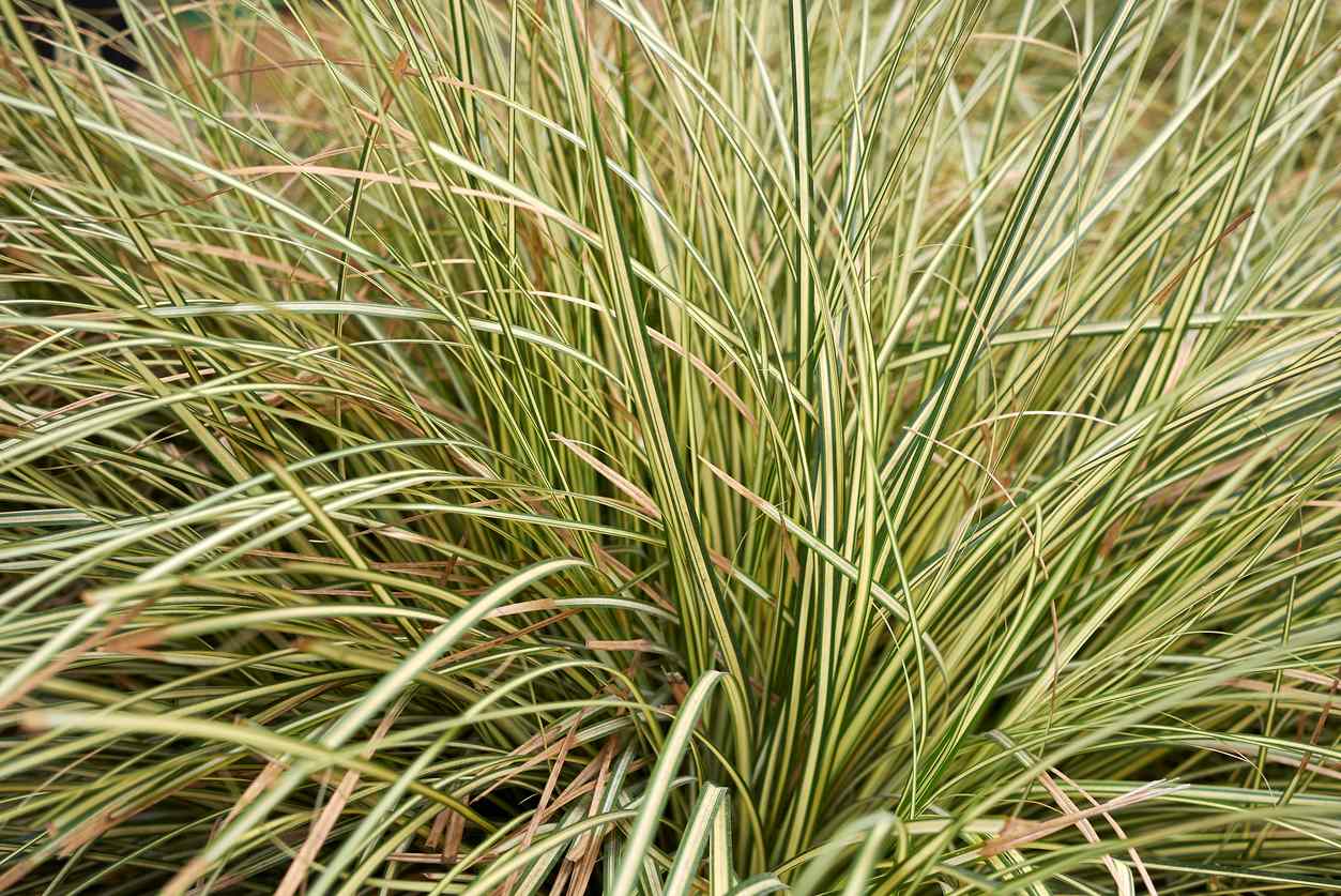 Carex Perennial Plant For Beds