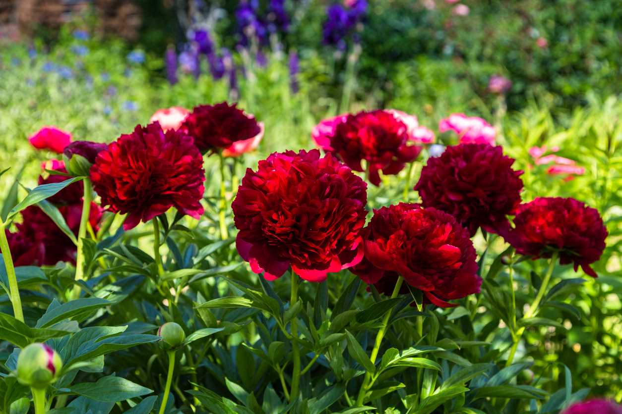 Perennial Red Peony For Massive