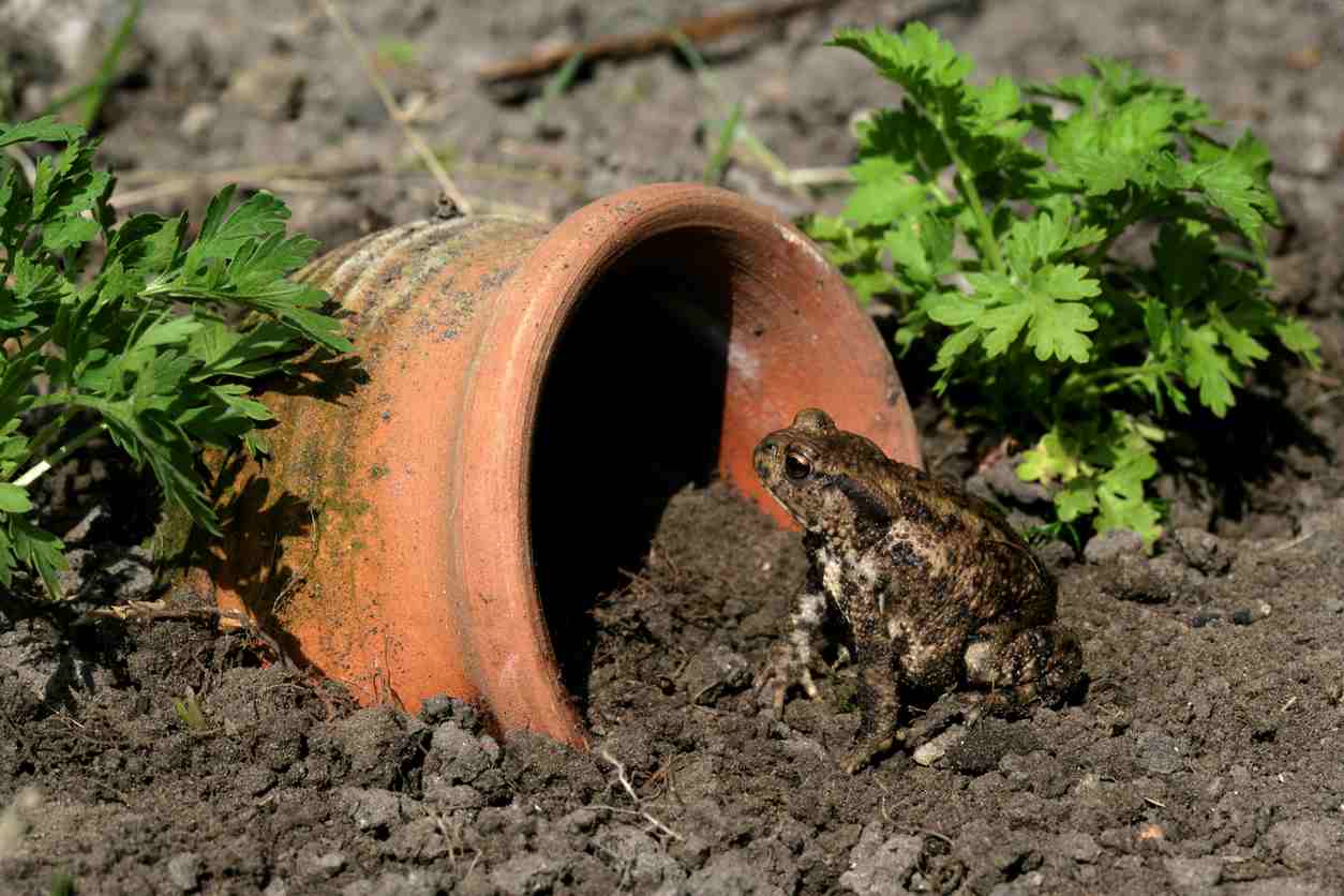 toad in front of an empty flower pot in the ground 