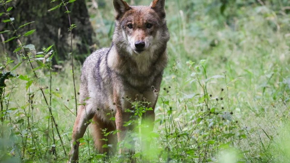 A wolf stands in a meadow.  Photo: Christian Charisius/dpa/Symbolbild