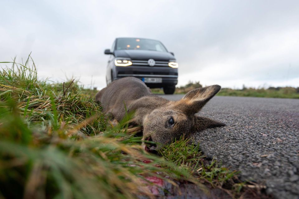 Dead deer next to road