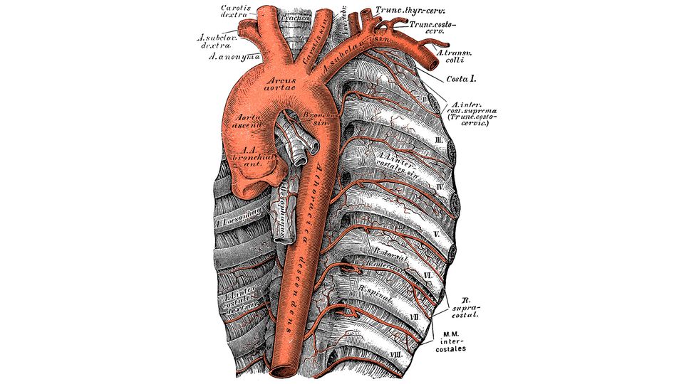 Scientific illustration of an aorta