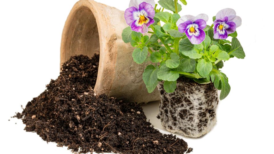 Potting soil: Repot pansies