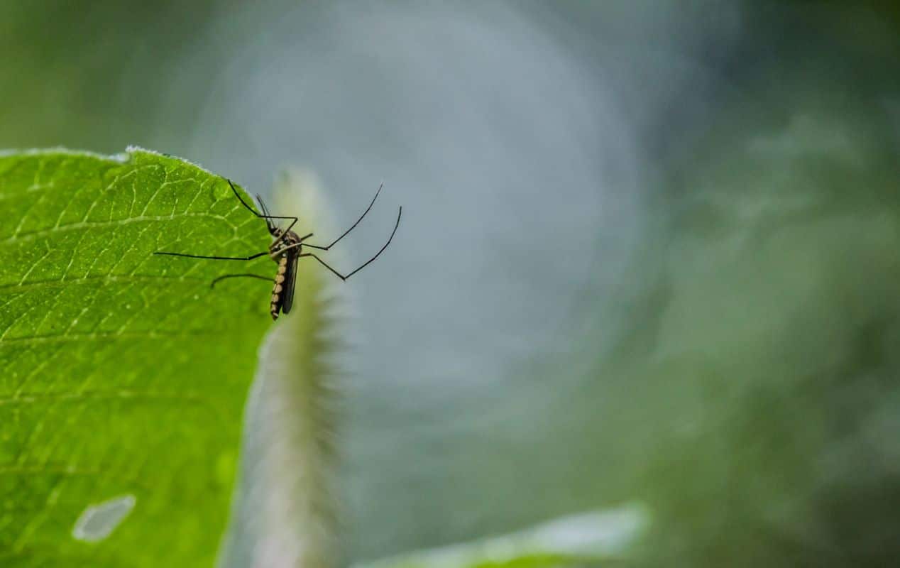Mosquito On Plantin