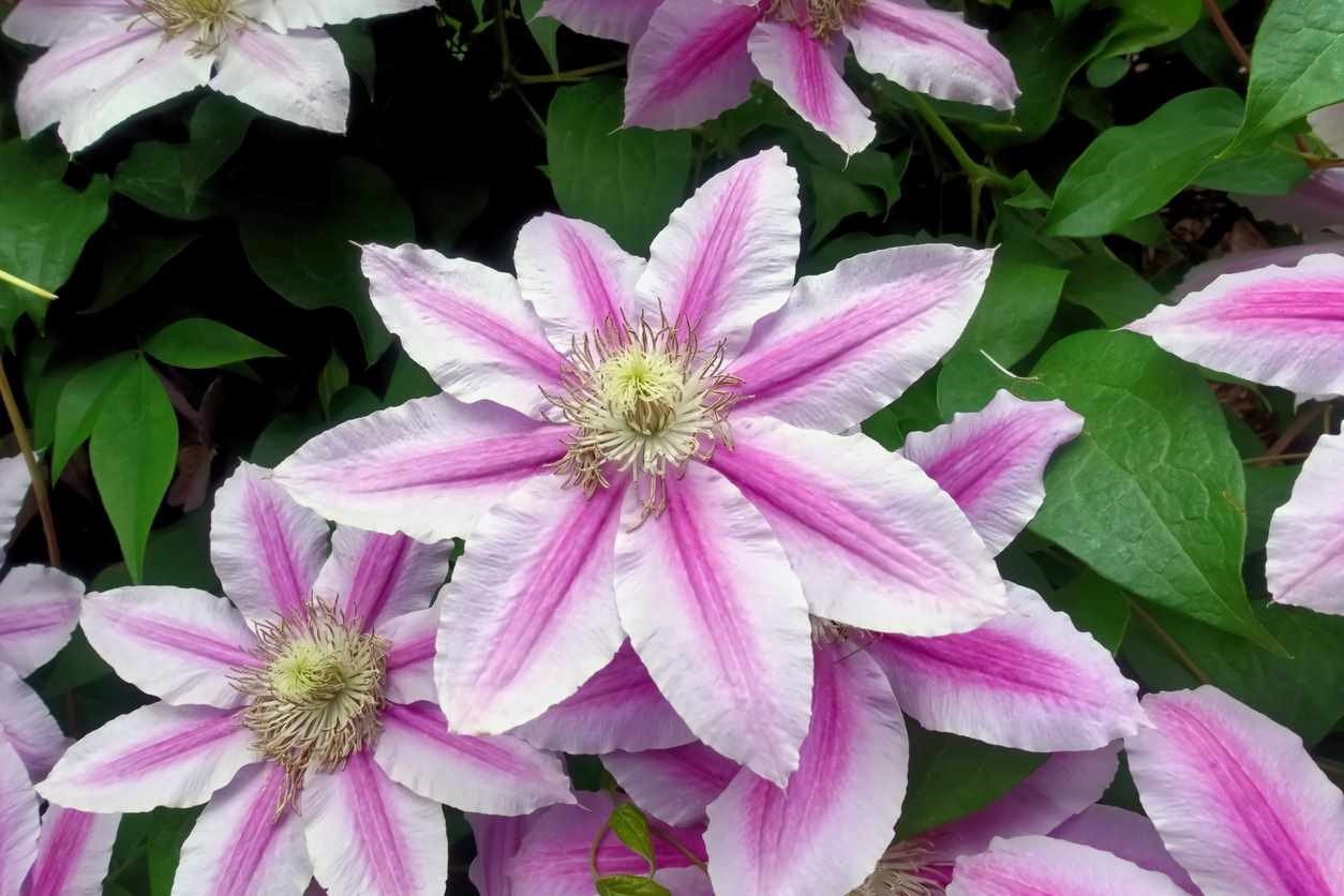 clematis with large purple flowers
